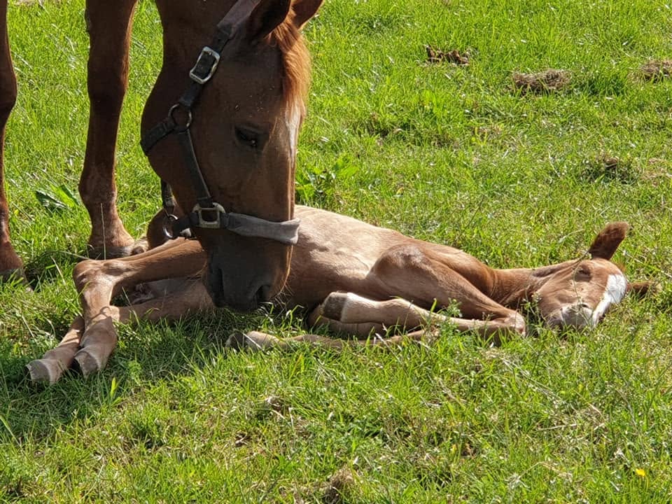 Foal asleep in the grass
