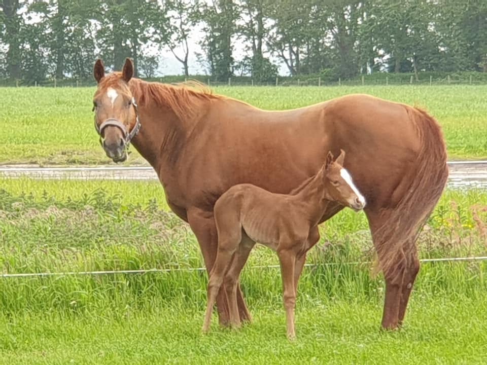 Newborn foal nursing